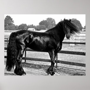 Póster Modelación de caballos