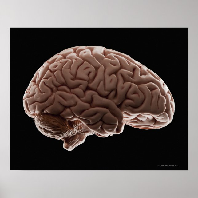 Póster Modelo de cerebro humano, toma de estudio (Frente)