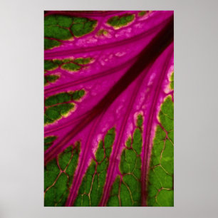 Póster Modelo muy rojo y verde hermoso de la hoja del