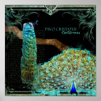 Póster Moderno Peacock Elegante Pared Art