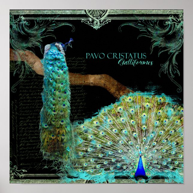 Póster Moderno Peacock Elegante Pared Art (Frente)