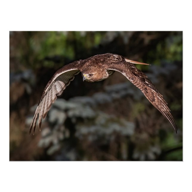 Póster Modo ataque Halcón de cola roja (Anverso)