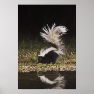 Póster Mofeta rayada, Mephitis mephitis