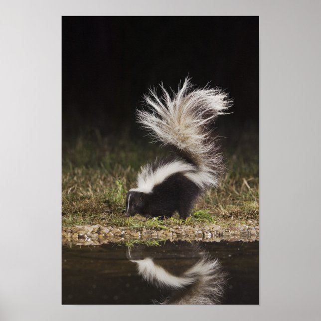 Póster Mofeta rayada, Mephitis mephitis (Frente)