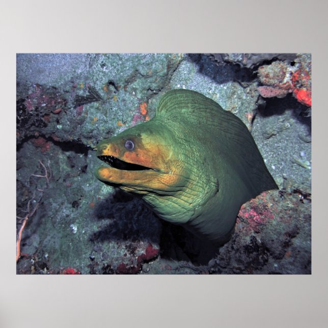 Póster Mohawk Moray (Frente)