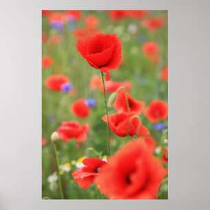 Póster Mohn 2012