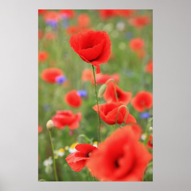 Póster Mohn 2012 (Frente)