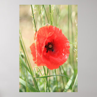 Póster Mohn 2012 12