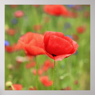Póster Mohn 2012 2