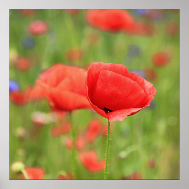 Póster Mohn 2012 2 (Frente)