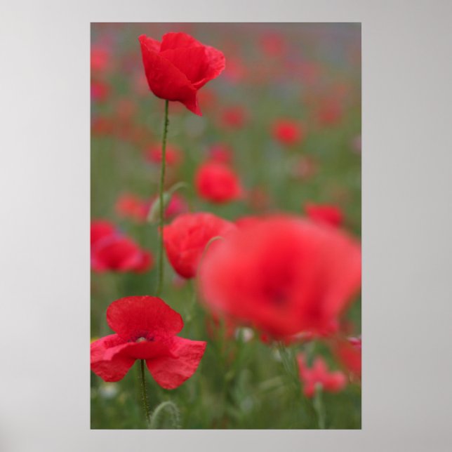 Póster Mohn 2012 27 (Frente)