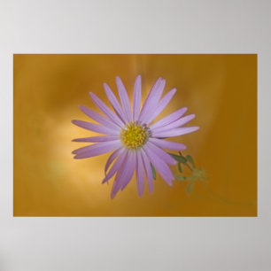 Póster Mojave Aster Wildflower