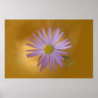 Póster Mojave Aster Wildflower