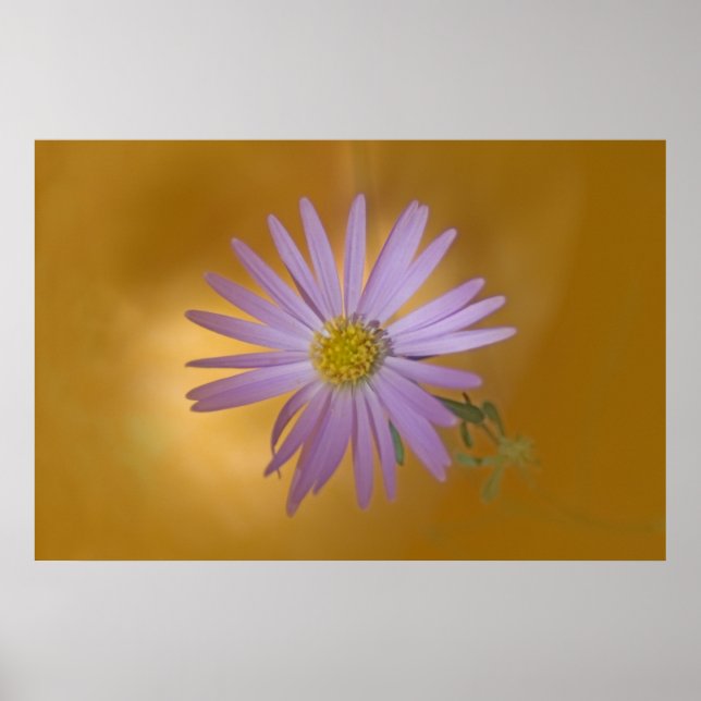 Póster Mojave Aster Wildflower (Frente)