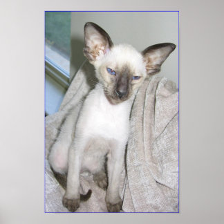 Póster Mojave el Grande