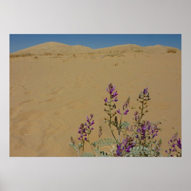 Póster Mojave Indigo Bush y Kelso Dunes (Frente)
