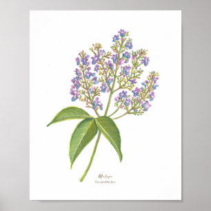 Póster Molave (Vitex parviflora) Florecimiento forestal f