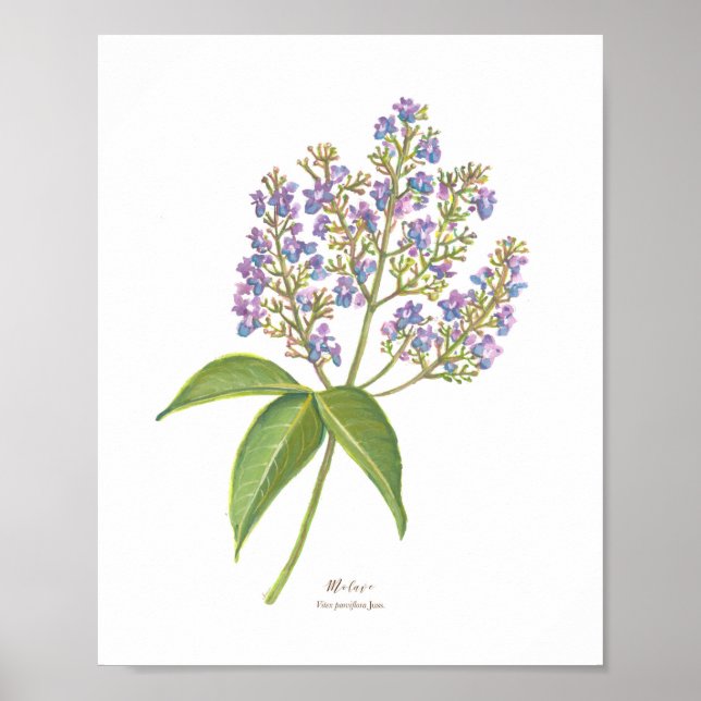 Póster Molave (Vitex parviflora) Florecimiento forestal f (Frente)