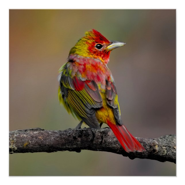 Póster Moldura de Tanager de escarlata - Fotografía origi (Anverso)