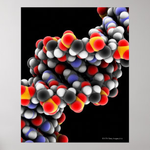 Póster MOLÉCULA de ADN. Modelo molecular de ADN