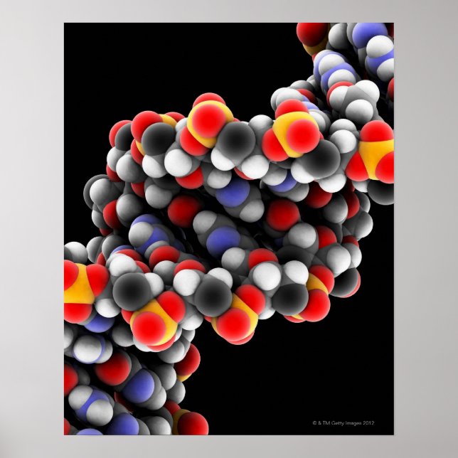 Póster MOLÉCULA de ADN. Modelo molecular de ADN (Frente)