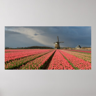Póster Molino de viento con los tulipanes rosados en