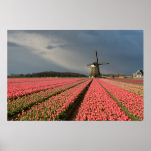 Póster Molino de viento con tulipanes rosas en primavera