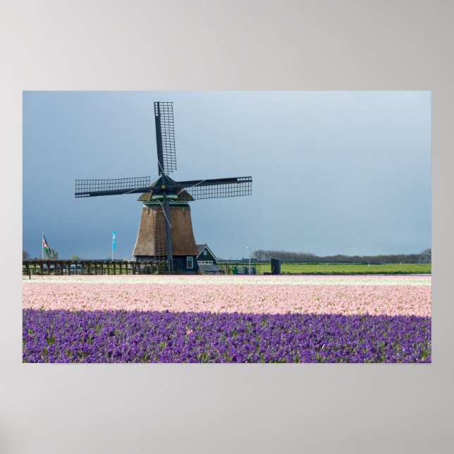 Póster Molino de viento tradicional con flores rosas y pú (Frente)