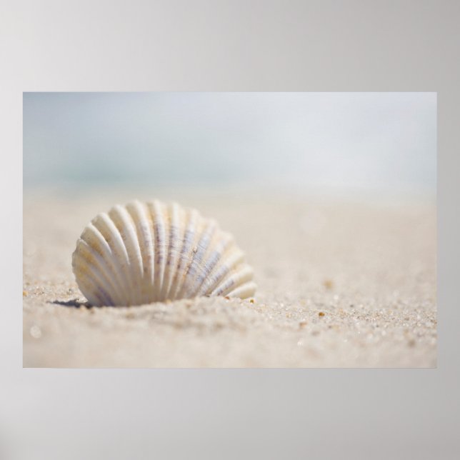 Póster Mollusk Seashell (Frente)