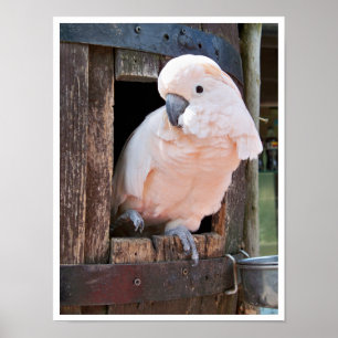Póster Moluccan Cockatoo