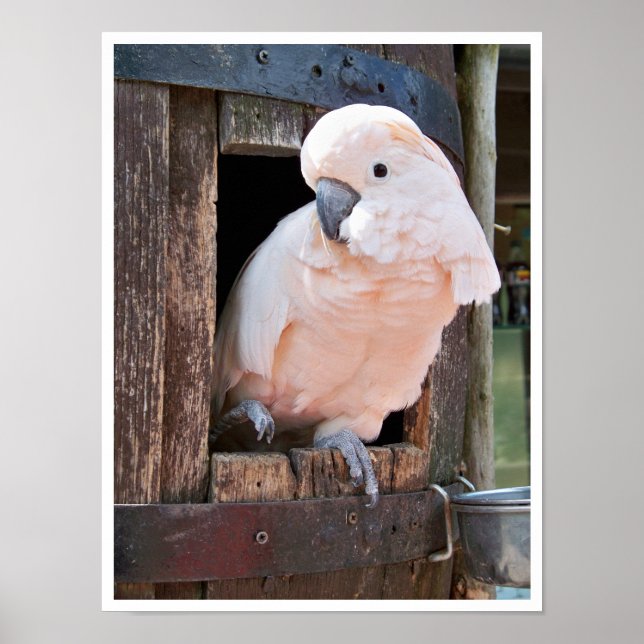 Póster Moluccan Cockatoo (Frente)
