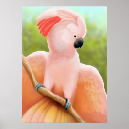 Póster Moluccan Cockatoo