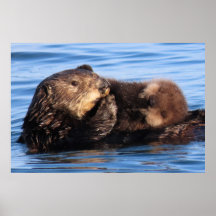 Mom Sea Otter y su Adorable Pup