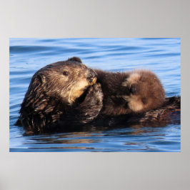 Póster Mom Sea Otter y su Adorable Pup