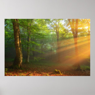 Póster Momento dorado de la luz