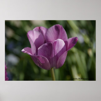 Póster Momento púrpura