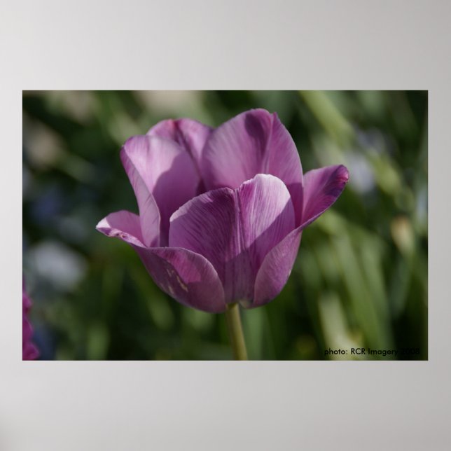 Póster Momento púrpura (Frente)