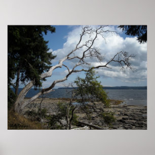 Póster Momentos Pacíficos