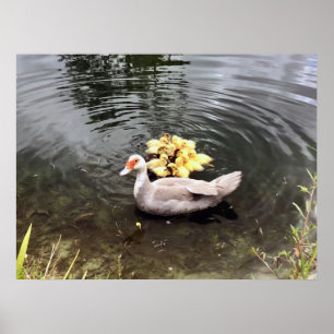 Póster Mommy Duck Ducklings Nature Photography Poster