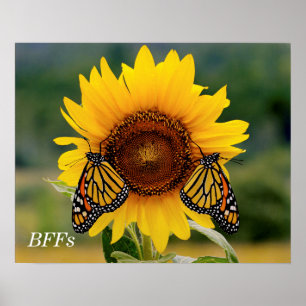Póster Monarca Butterfies en el girasol