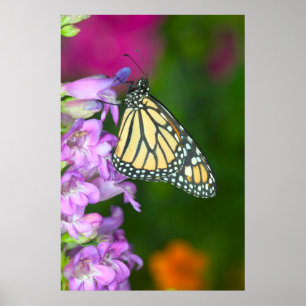 Póster Monarca   Danaus Plexippus
