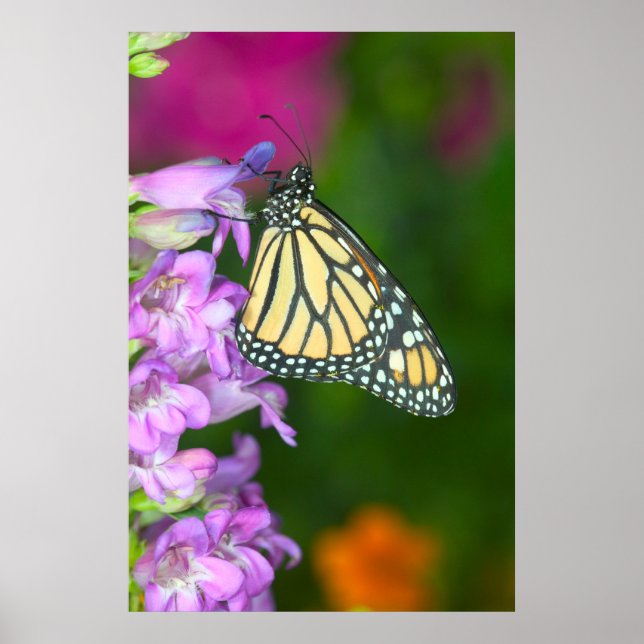 Póster Monarca | Danaus Plexippus (Frente)