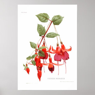 Póster Monarca de Fuchsia