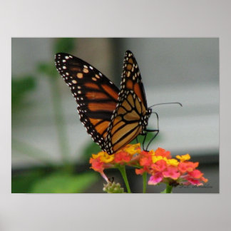 Póster Monarca en Lantana
