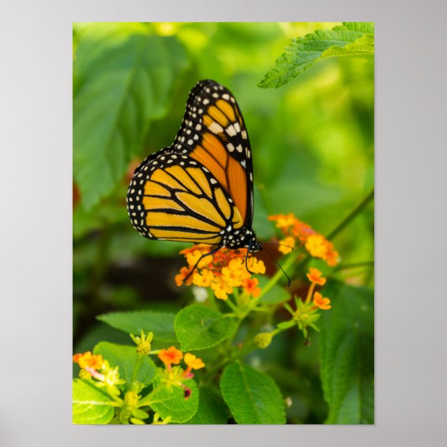 Póster Monarca En Lantana (Frente)