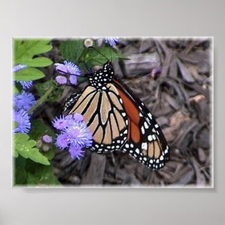 Póster Monarca majestuosa