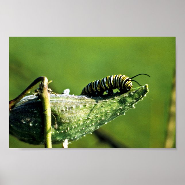 Póster Monarca Mariposa Caterpillar (Frente)