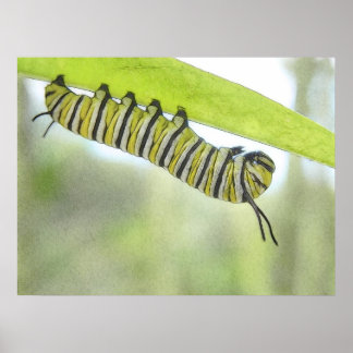 Póster Monarca mariposa oruga explorando una hierba de le