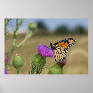 Póster Monarca sobre los pastizales Thistle Prairie Ridge
