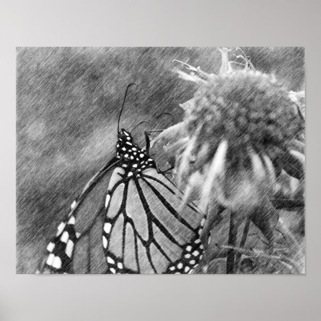Póster Monarch Butfly Black Pencil Art Poster (Frente)